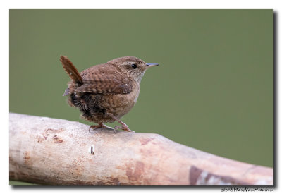Winterkoning - Eurasian Wren