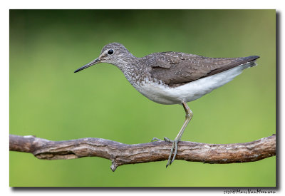 Witgat - Green Sandpiper