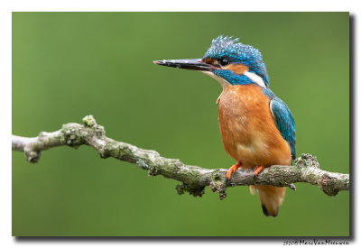 Ijsvogel - Kingfisher