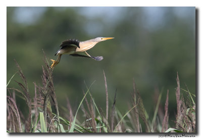 Woudaap - Little Bittern