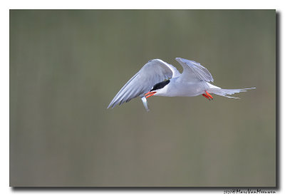 Visdief - Common Tern