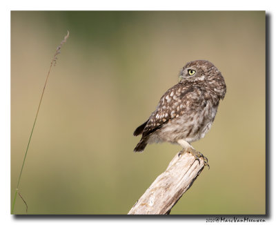 Steenuil - Little Owl