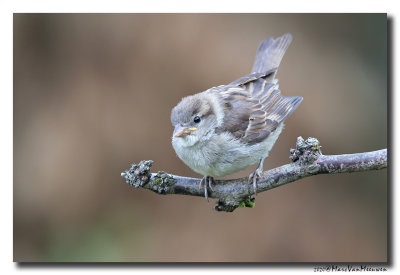 Huismus - House Sparrow