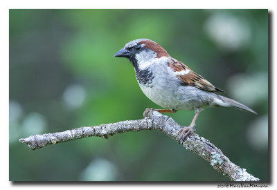 Huismus - House Sparrow