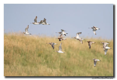Rosse Grutto - Bar-tailed Godwit 