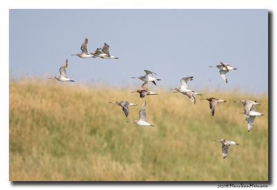 Rosse Grutto - Bar-tailed Godwit