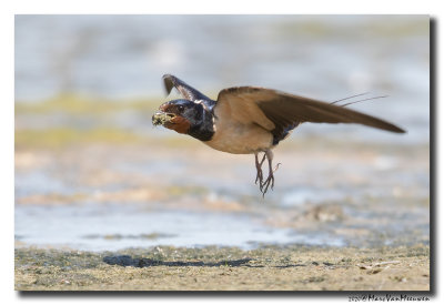 Boerenzwaluw - Barn Swallow
