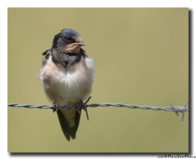 Boerenzwaluw - Barn Swallow