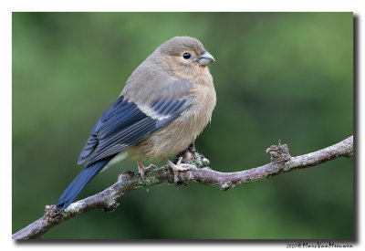 Goudvink - Bullfinch