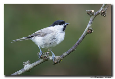 Glanskop - Marsh Tit