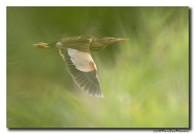 Woudaap - Little Bittern