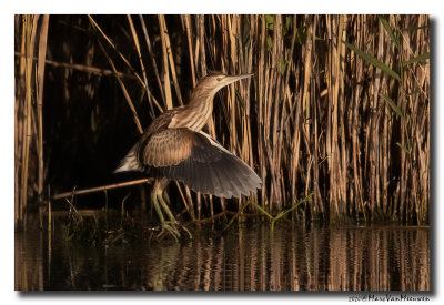 Woudaap - Little Bittern