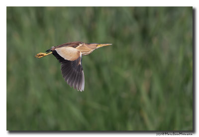 Woudaap - Little Bittern