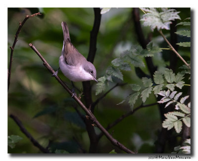 Braamsluiper - Lesser Whitethroat