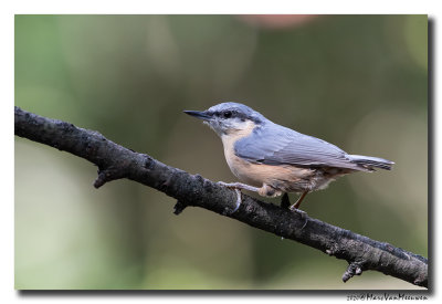 Boomklever - Nuthatch