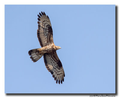 Wespendief - Honey-buzzard