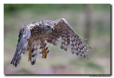 Havik - Northern Goshawk