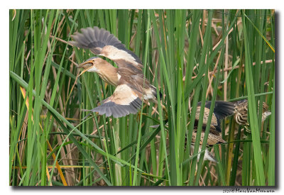 Woudaap - Little Bittern