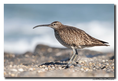 Regenwulp - Whimbrel