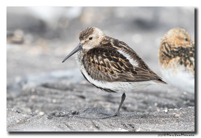 Bonte Strandloper - Dunlin