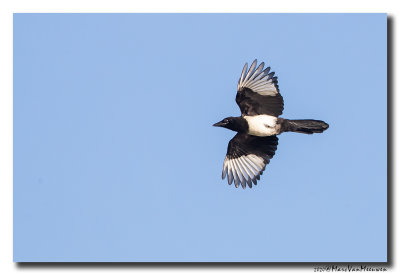 Ekster - Magpie