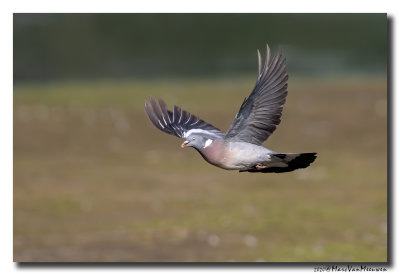 Houtduif - Wood Pigeon