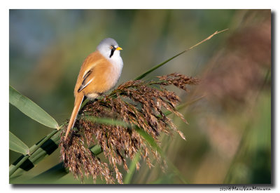 Baardman - Bearded Reedling