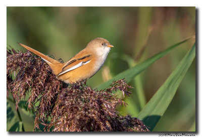 Baardman - Bearded Reedling
