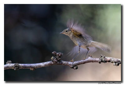 Tjiftjaf - Common Chiffchaff
