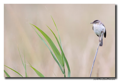 Rietzanger - Sedge Warbler
