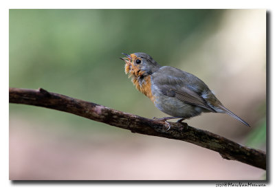 Roodborst - Robin