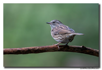 Heggenmus - Dunnock