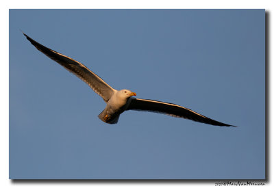 Kleine Mantelmeeuw - Lesser Black-backed Gull
