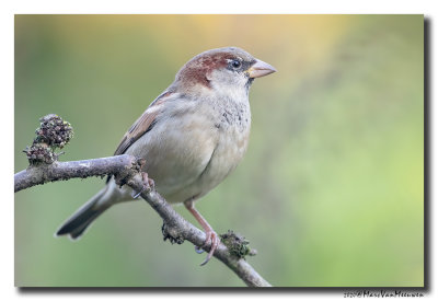 Huismus - House Sparrow
