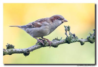 Huismus - House Sparrow