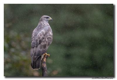 Buizerd - Buzzard