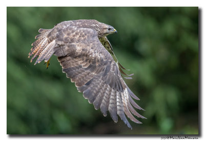 Buizerd - Buzzard