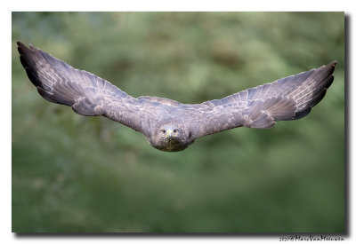 Buizerd - Buzzard