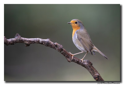 Roodborst - Robin