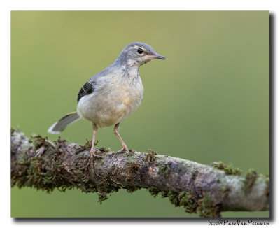 Grote Gele Kwikstaart - Grey Wagtail