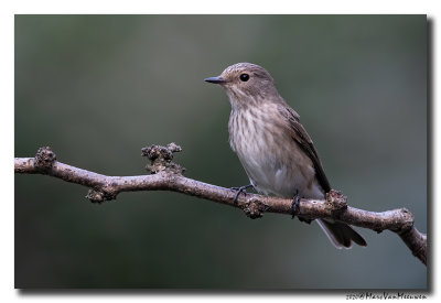 Grauwe Vliegenvanger - Spotted Flycatcher