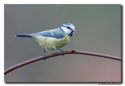 Pimpelmees - Blue Tit