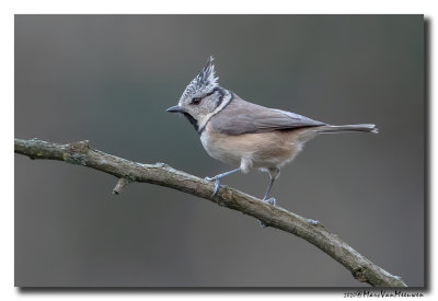 Kuifmees - Crested Tit