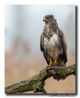 Buizerd - Buzzard 