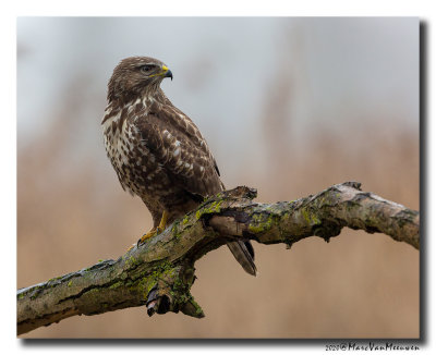 Buizerd - Buzzard 