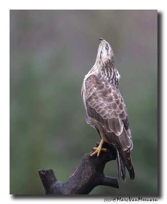 Buizerd - Buzzard 