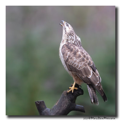 Buizerd - Buzzard 