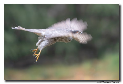 Havik - Northern Goshawk