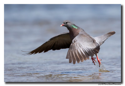 Holenduif - Stock Dove