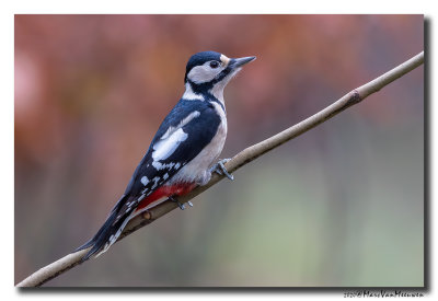 Grote Bonte Specht - Great Spotted Woodpecker